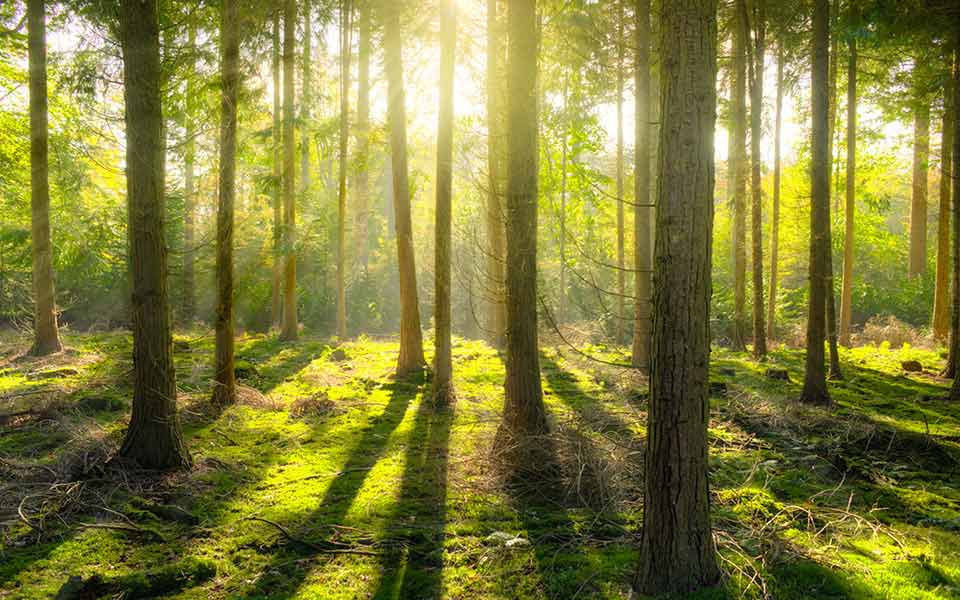 Antalis y el Medioambiente