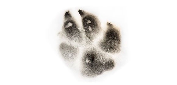 coala-floor-graphics.jpg