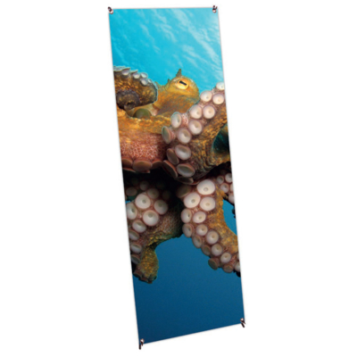 Coala System X-Banner Budget