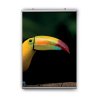 Coala Picture Fix - Sistemas de display